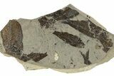 Fossil Fish (Mioplosus & Knightia) Mortality Plate - Wyoming #257107-1